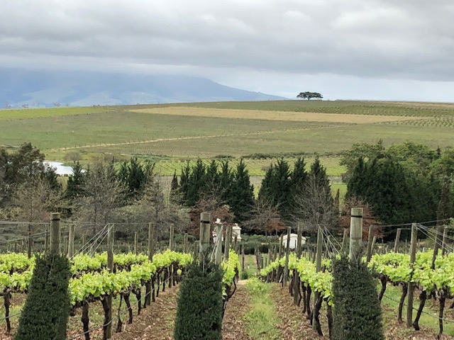 Chardonnay Rose From Demorgenzon Stellenbosch Varmax Liquor Pantry